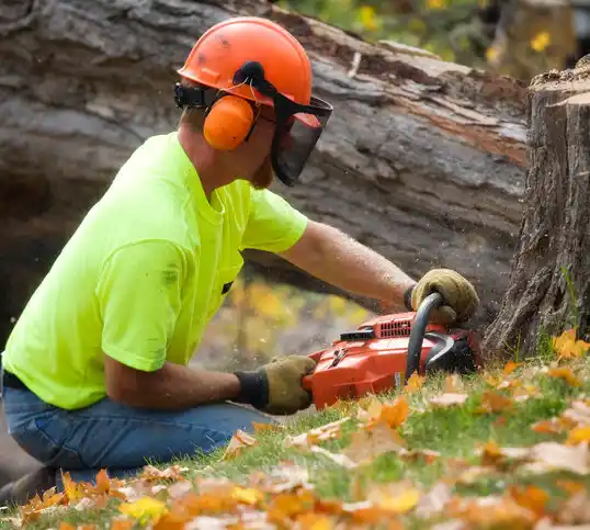 tree services Bermuda Run